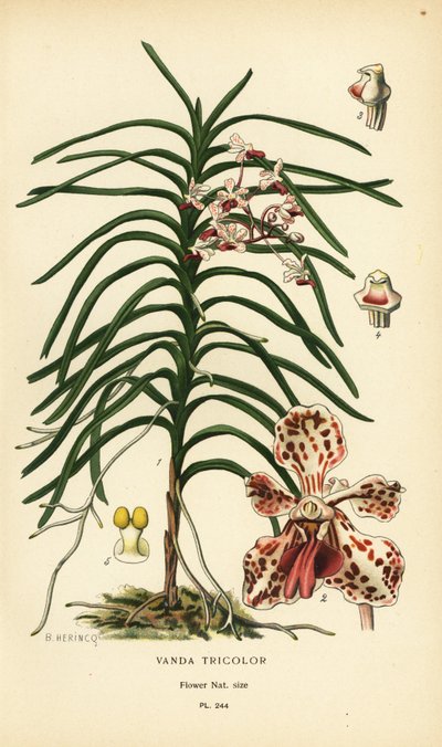 Orquídea tricolor Vanda. Cromolitografia de uma ilustração de B. Herincq de Edward Step
