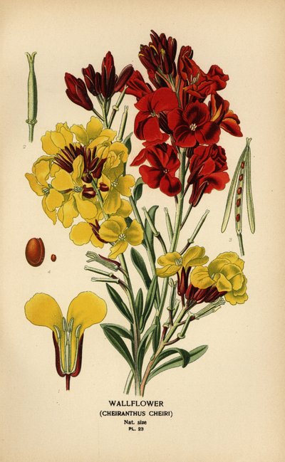 Wallflowers, Erysimum × cheiri. de Désiré Georges Jean Marie Bois