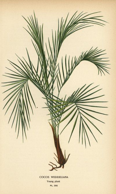 Palma de Weddell, Lytocaryum weddellianum, planta jovem (Cocos weddeliana). Cromolitografia a partir de uma ilustração de Desire Bois de Edward Step