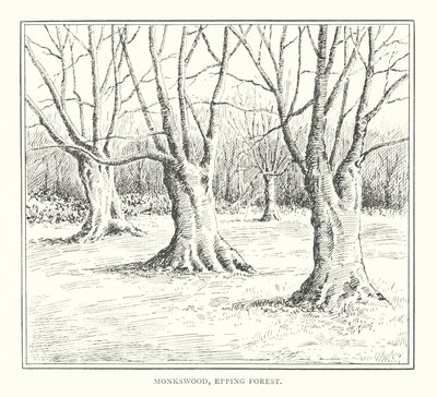 Monkswood, Epping Forest (litografia) de Duncan Moul