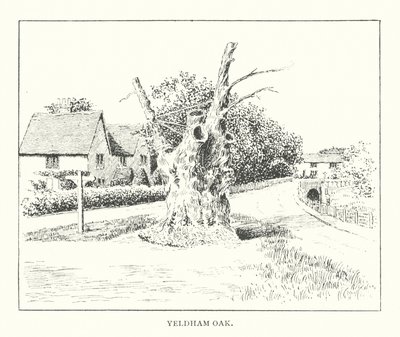 Carvalho de Yeldham (litografia) de Duncan Moul