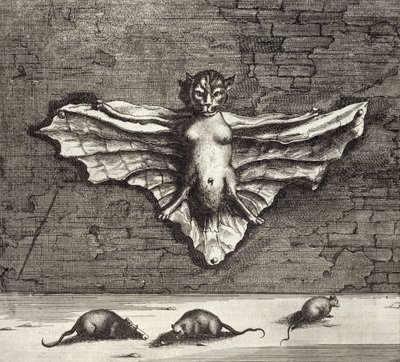 Um morcego conhecido como um gato voador, da China Ilustrado por Athanasius Kircher (1601-80) 1667 de Dutch School