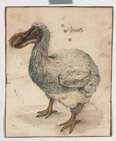 Um Dodô (traços de giz preto, w - c e goma arábica com linhas de enquadramento marrons) de Dutch School