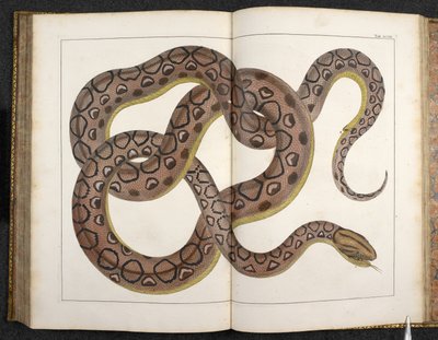 Um Python, de 