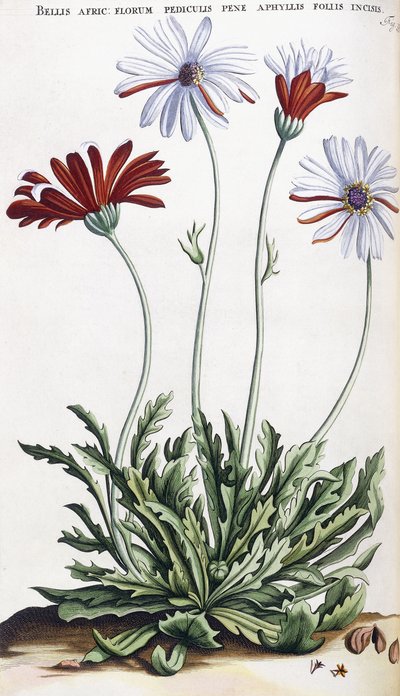Bellum: ... de Dutch School