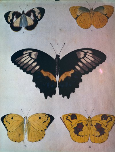 Borboletas de Dutch School