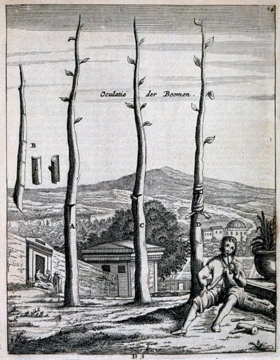 Árvores frutíferas, de De Nederlandze Hespérides por Jan Commelin, publicado em 1676 de Dutch School