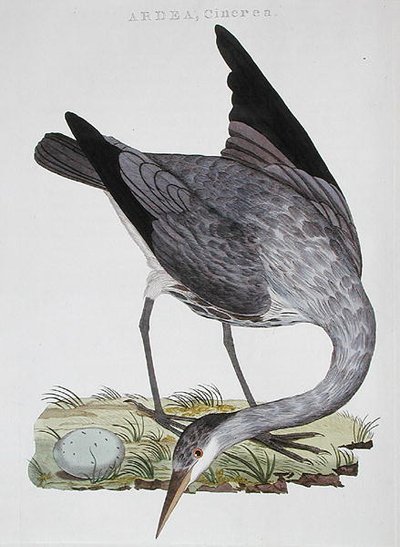 Heron, publicado em Amsterdão de Dutch School