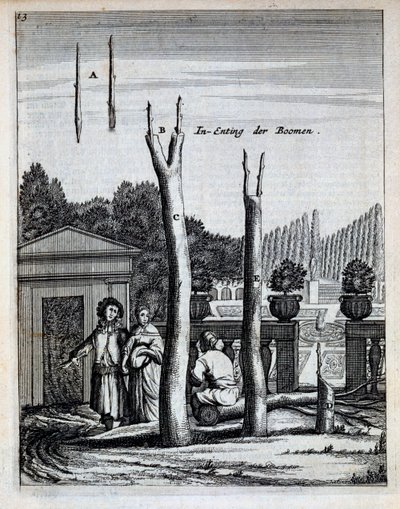 Cal e laranjeiras, de De Nederlandze Hespérides por Jan Commelin, publicado em 1676 de Dutch School