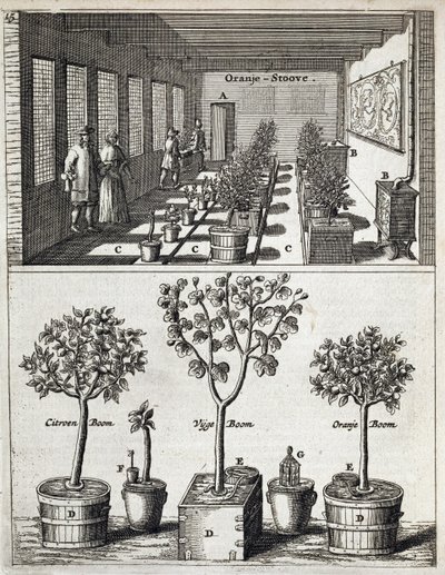 Orangery, de De Nederlandze Hespérides por Jan Commelin, publicado em 1676 de Dutch School