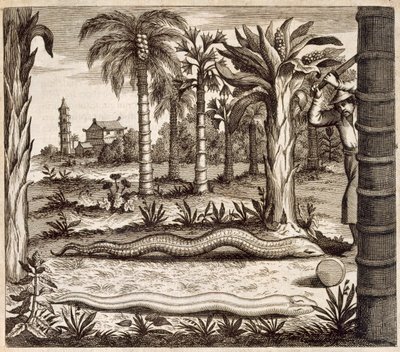A Serpente de Pedra, da China Ilustrada por Athanasius Kircher (1601-80) 1667 de Dutch School