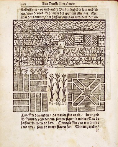 Treinamento e Plantio no jardim, de The Dutch Gardener, de Johann van der Groen, publicado em 1699 de Dutch School