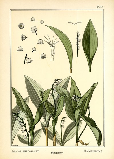 O lírio do vale de E. Hervegh