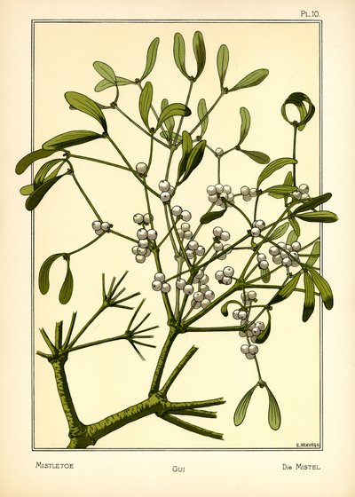 O visco de E. Hervegh
