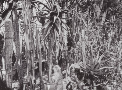 Jardins de Kew, c.1900 (fotografia a preto e branco) de E. J. Wallis