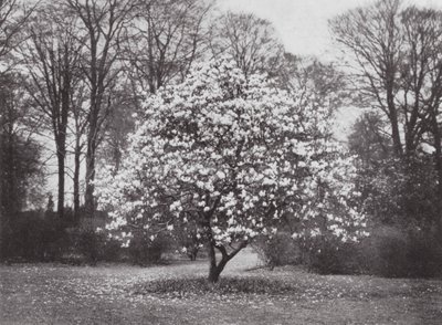 Jardins de Kew, c.1900 (fotografia a preto e branco) de E. J. Wallis