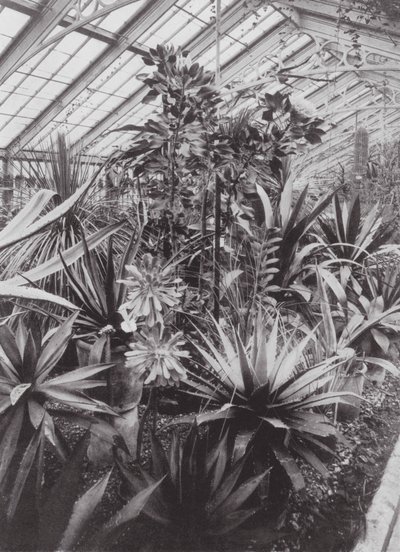 Jardins de Kew, c.1900 (fotografia a preto e branco) de E. J. Wallis
