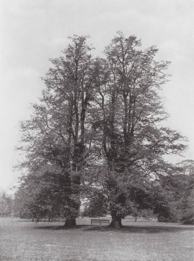Jardins de Kew, c.1900 (fotografia a preto e branco) de E. J. Wallis