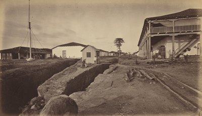 Floresta. de Eadweard Muybridge