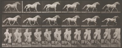 Locomoção Animal. Uma Investigação Eletrofotográfica de Fases Consecutivas de Animais..., década de 1880. de Eadweard Muybridge