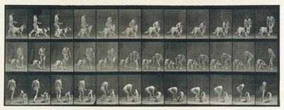 Locomoção Animal. Uma Investigação Eletrofotográfica de Fases Consecutivas de Animais..., década de 1880. de Eadweard Muybridge