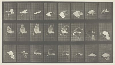 Locomoção Animal, Placa 758, 1887. de Eadweard Muybridge