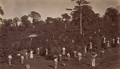 Colheita de café, Las Nubes-Guatemala, 1875. de Eadweard Muybridge
