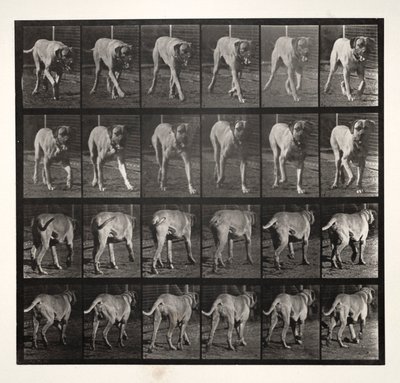 Dread Trotting, 1887. de Eadweard Muybridge