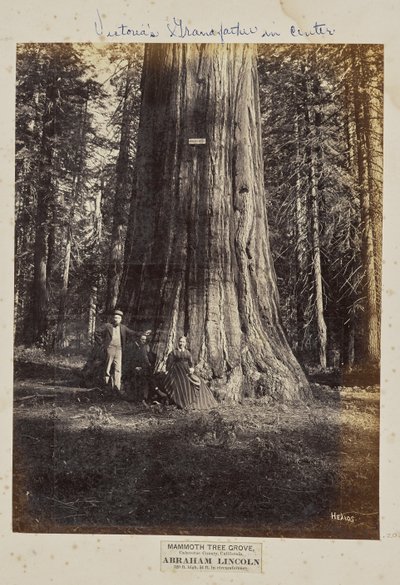 Bosque de Mammoth Tree, Condado de Calaveras, Califórnia. Abraham Lincoln. 320 pés de altura, 54 pés de circunferência de Eadweard J. Muybridge
