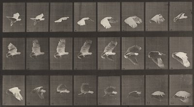 Placa número 758. Cacatua voando, 1887. de Eadweard Muybridge