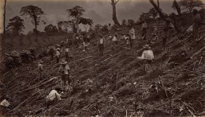 Estabelecendo uma plantação de café em Antigua de Guatemala, 1875, publicado em 1877. de Eadweard Muybridge