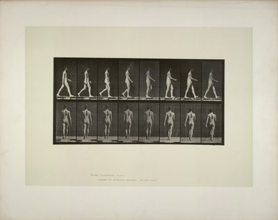 Locomoção animal: tecido da pelve masculina, 1887. de Eadweard Muybridge