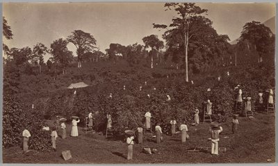 Colheita de café, Las Nubes, Guatemala de Eadweard Muybridge