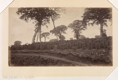 Plantação de café em Las Nubes, Guatemala de Eadweard Muybridge