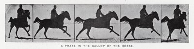 Eadweard Muybridge: Uma fase no galope do cavalo (foto a p/b) de Eadweard Muybridge