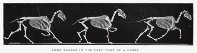 Eadweard Muybridge: Algumas fases do trote rápido de um cavalo (foto a p/b) de Eadweard Muybridge