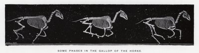 Eadweard Muybridge: Algumas fases no galope do cavalo de Eadweard Muybridge