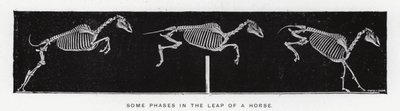 Eadweard Muybridge: Algumas fases do salto de um cavalo (foto a p/b) de Eadweard Muybridge