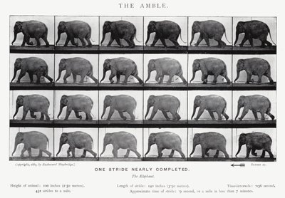 Eadweard Muybridge: O Âmbar (foto a p/b) de Eadweard Muybridge