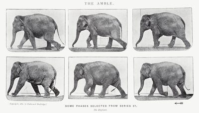 Eadweard Muybridge: The Amble de Eadweard Muybridge