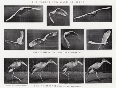 Eadweard Muybridge: O Vôo e o Passeio das Aves (foto a p/b) de Eadweard Muybridge