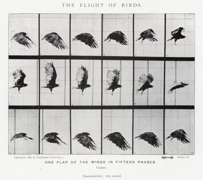 Eadweard Muybridge: O Vôo das Aves (foto a p/b) de Eadweard Muybridge