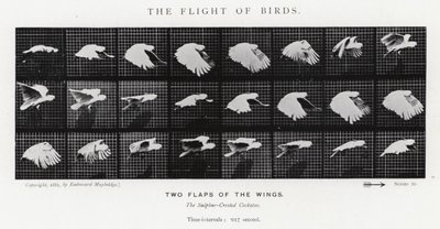 Eadweard Muybridge: O Vôo das Aves (foto a p/b) de Eadweard Muybridge