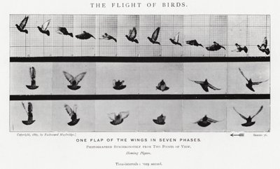 Eadweard Muybridge: O Vôo das Aves (foto a p/b) de Eadweard Muybridge