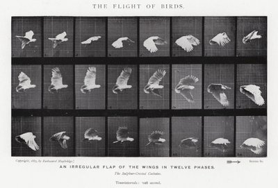 Eadweard Muybridge: O Vôo das Aves (foto a p/b) de Eadweard Muybridge