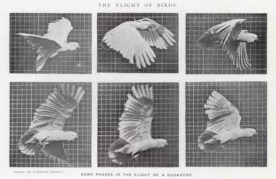 Eadweard Muybridge: O Vôo das Aves (foto a p/b) de Eadweard Muybridge
