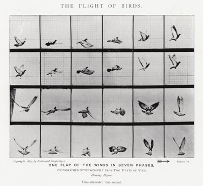 Eadweard Muybridge: O Vôo das Aves (foto a p/b) de Eadweard Muybridge