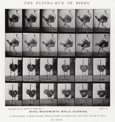 Eadweard Muybridge: The Flying-Run of Birds (foto a p/b) de Eadweard Muybridge