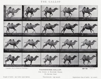 Eadweard Muybridge: O Galope (foto a p/b) de Eadweard Muybridge