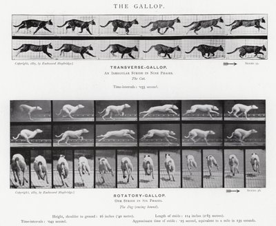 Eadweard Muybridge: O Galope (foto a p/b) de Eadweard Muybridge